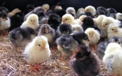 Havens Start-Premium - Kükenkorn 25kg -Futternest Geschäft kken