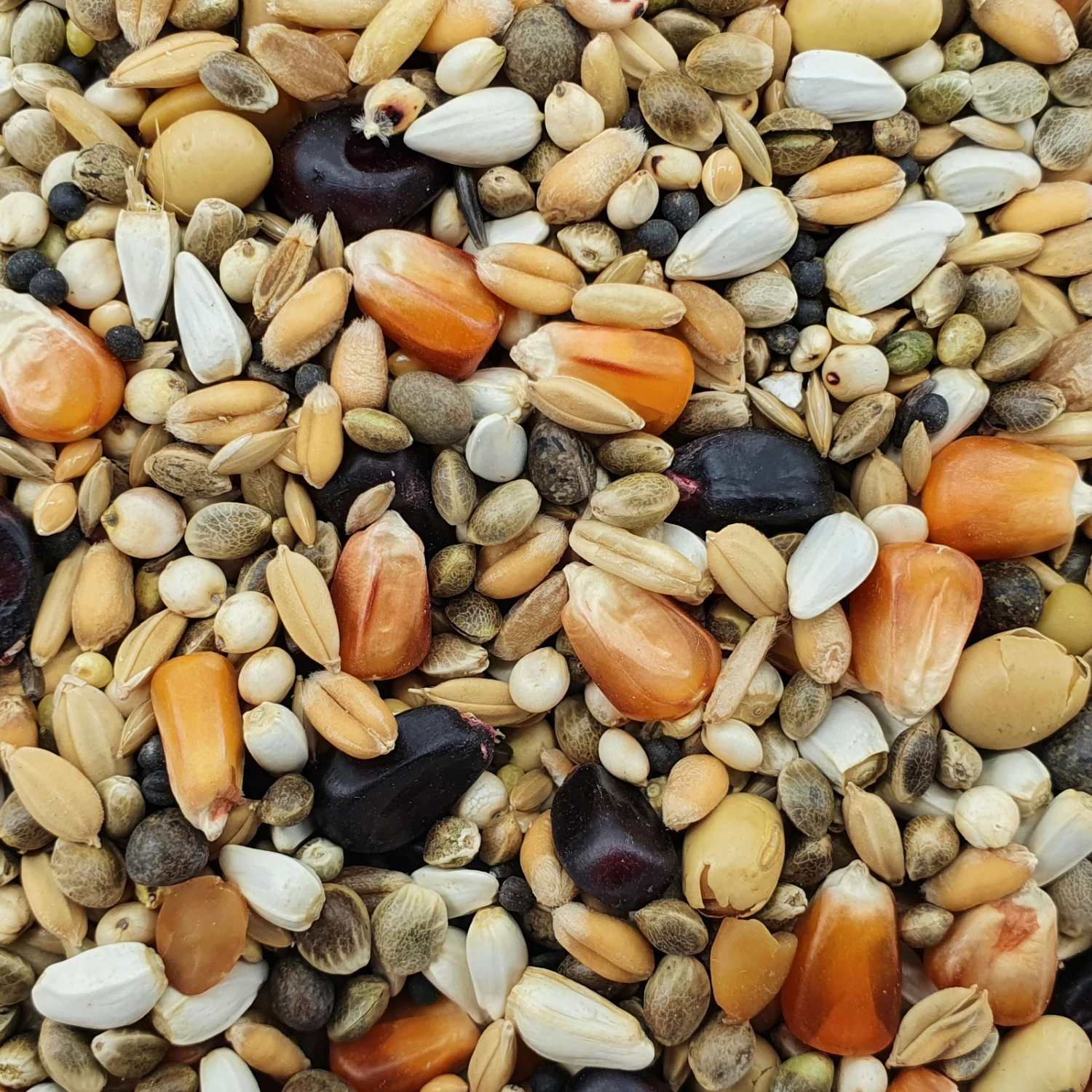 Paloma Nr.110 Olympic Marathon Booster 20kg 3 Paloma Nr.110 Olympic Marathon Booster 20kg