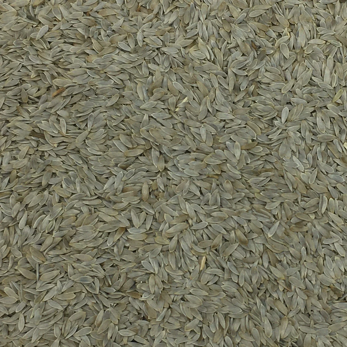 Salatsaat - Gladen 2,5kg 3 Salatsaat - Gladen 2,5kg