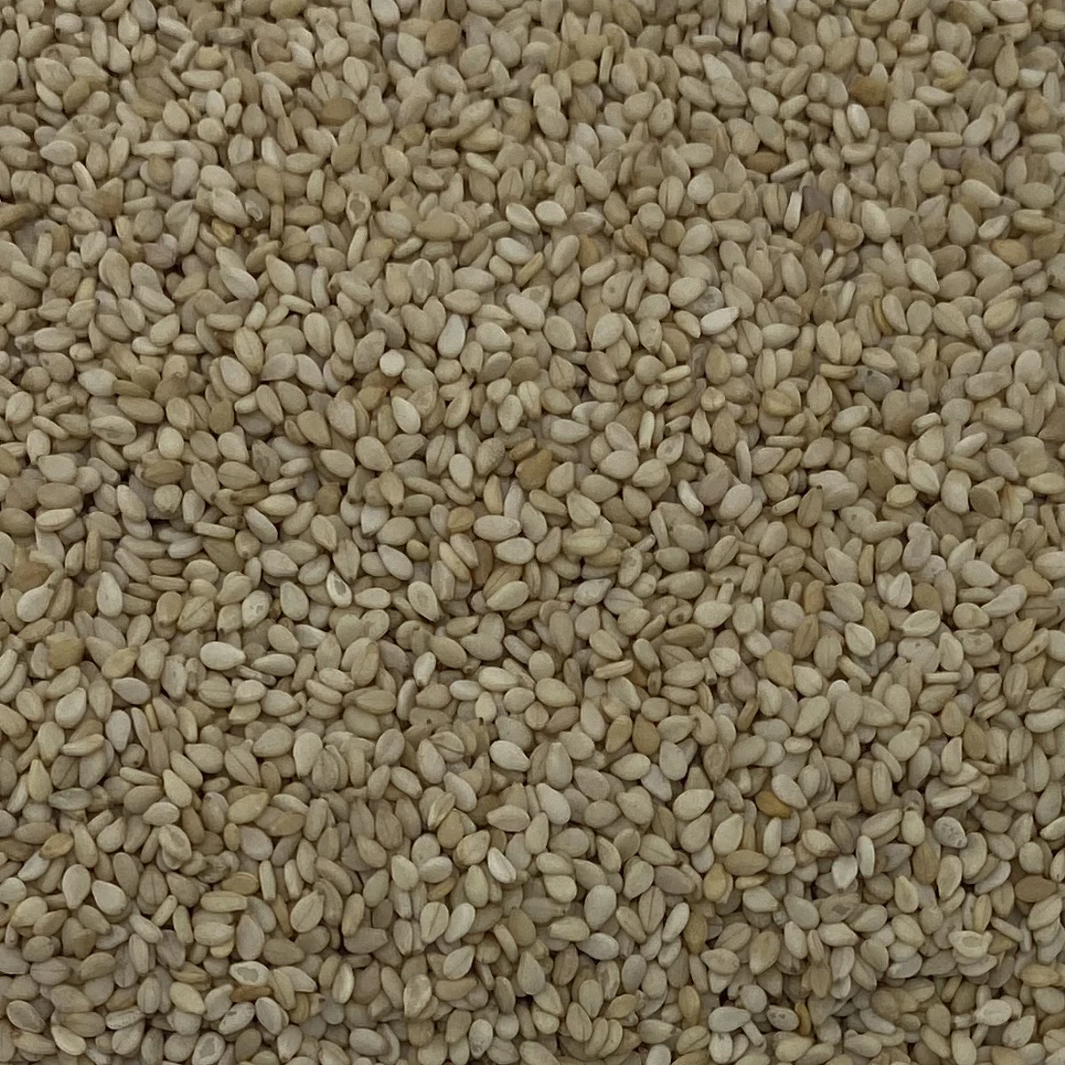 Sesamsaat - Vanrobaeys 25kg 3 Sesamsaat - Vanrobaeys 25kg