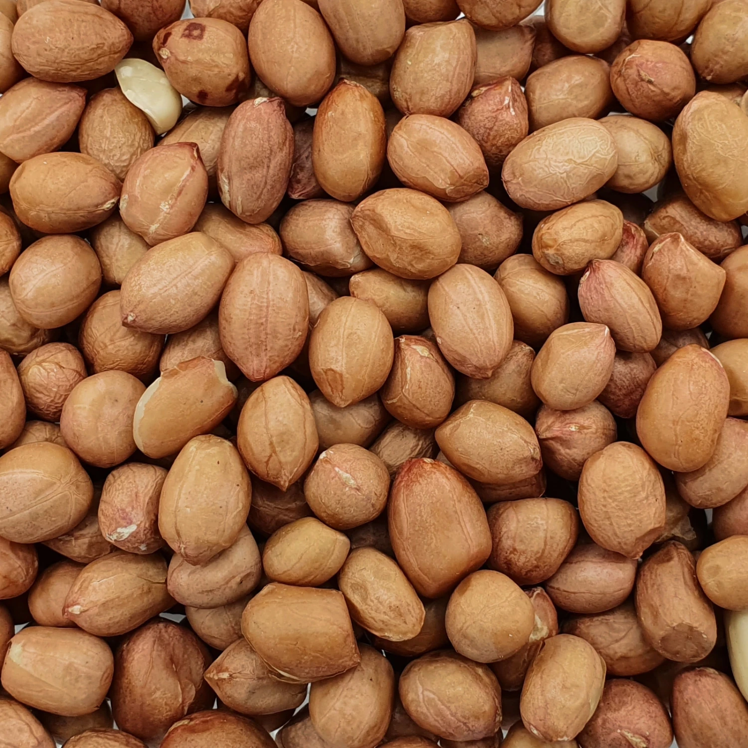 Erdnüsse Spitzenqualität - Spinne 25kg 3 Erdnüsse Spitzenqualität - Spinne 25kg