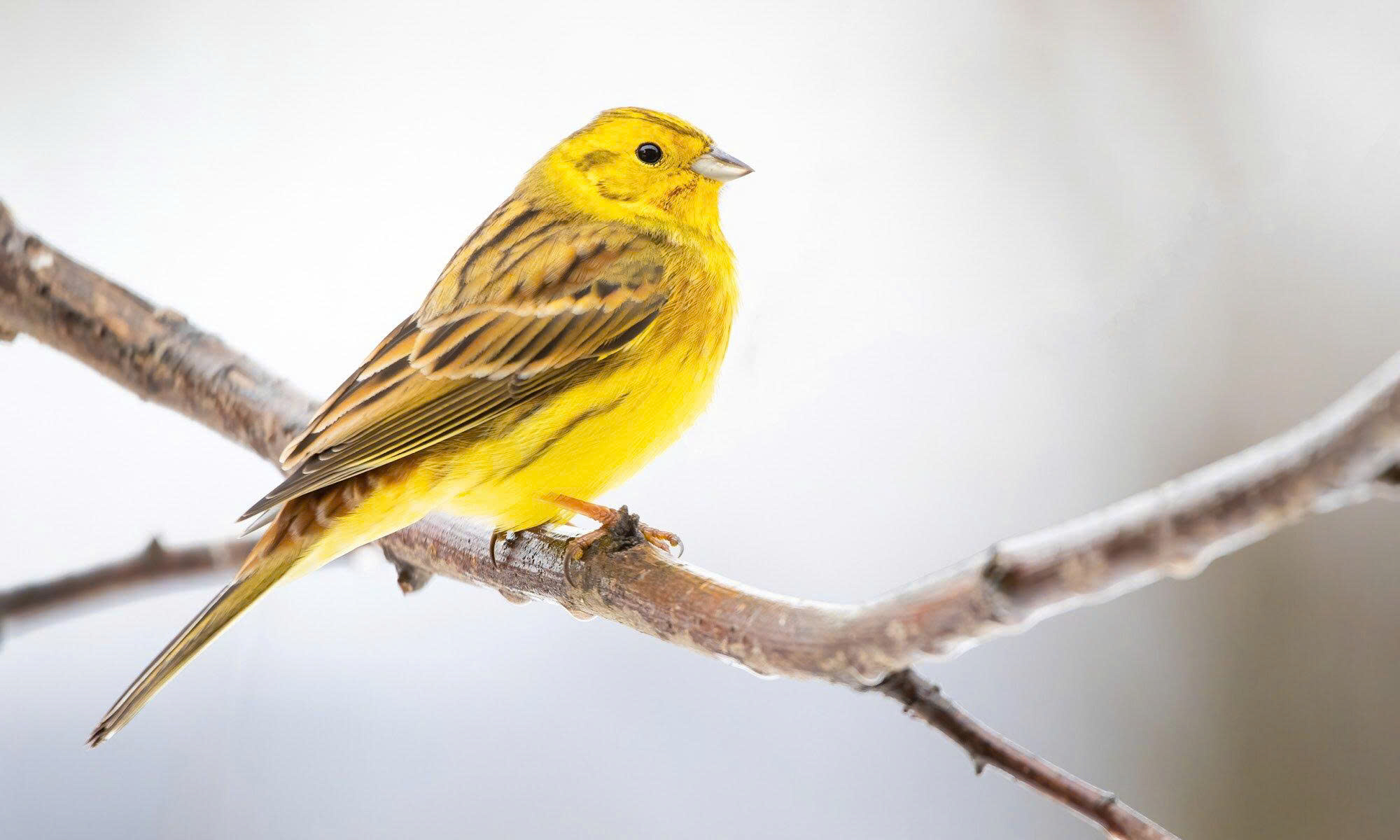 Futternest Geschäft -Futternest Geschäft z6970567351561 372c1cde9432864212612160970ff373