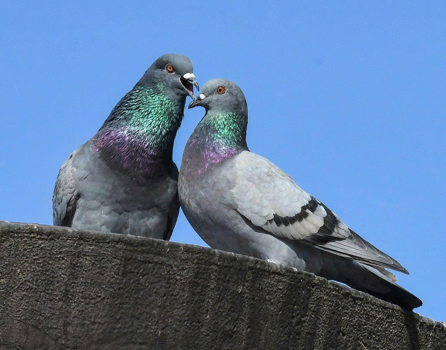 Futternest Geschäft -Futternest Geschäft z6970580420744 84056f87b6093a0f024fb1cf8a3874fd